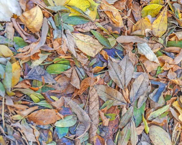 Una gran cantidad de hojas coloridas caídas en el suelo en el parque — Foto de Stock