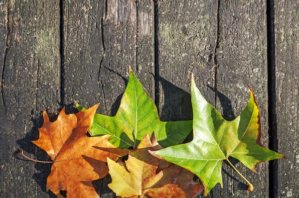 Fondo otoñal con hojas de colores sobre mesa de madera —  Fotos de Stock