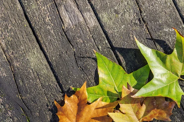 青い木製テーブルの上の紅葉と秋の背景 — ストック写真