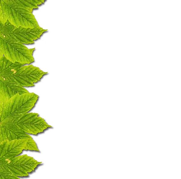 Fondo otoñal con hojas verdes aisladas sobre blanco — Foto de Stock