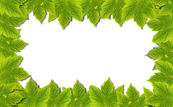 Fondo otoñal con hojas verdes aisladas sobre blanco — Foto de Stock