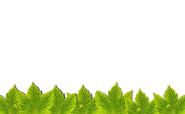 Sonbahar arka plan üzerinde beyaz izole yeşil yaprakları ile