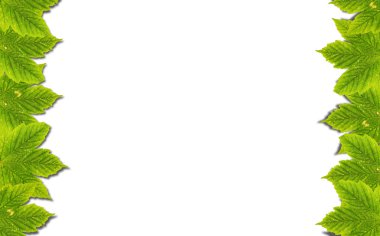 Sonbahar arka plan üzerinde beyaz izole yeşil yaprakları ile