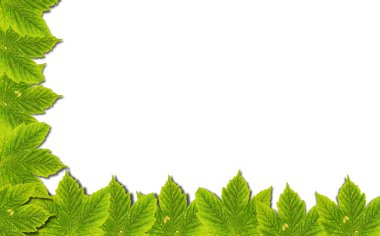 Sonbahar arka plan üzerinde beyaz izole yeşil yaprakları ile