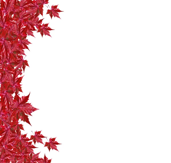 白で隔離赤い葉と秋の背景 — ストック写真