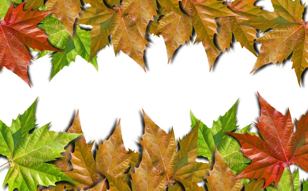 秋の紅葉が白い背景で隔離 — ストック写真