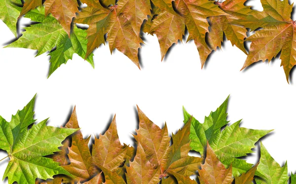 Feuilles de couleur automne isolées sur fond blanc — Photo