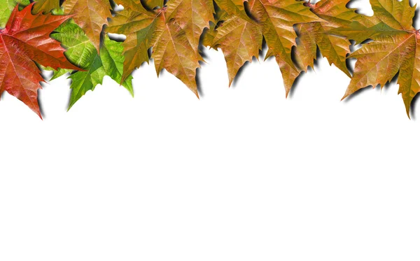 秋の紅葉が白い背景で隔離 — ストック写真