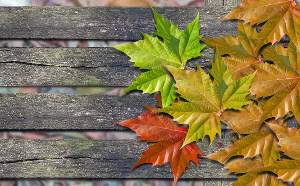 コピー スペースを木製のベンチに紅葉の色 — ストック写真