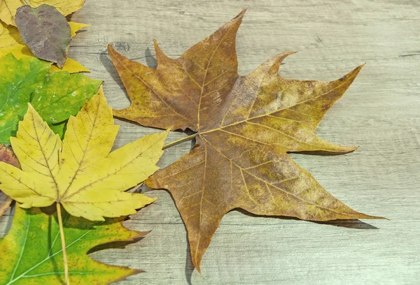 Podzimní listí a velký zelený list dřevěné pozadí — Stock fotografie