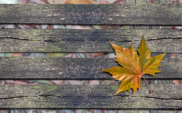 コピー スペースを木製のベンチに秋オレンジ リーフ — ストック写真