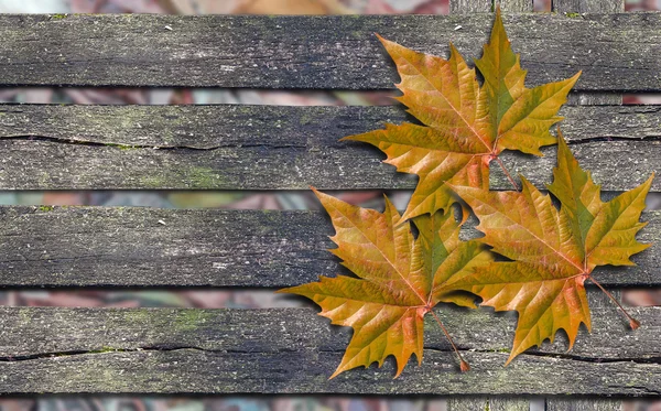 Otoño hojas de color naranja sobre banco de madera con espacio de copia — Foto de Stock