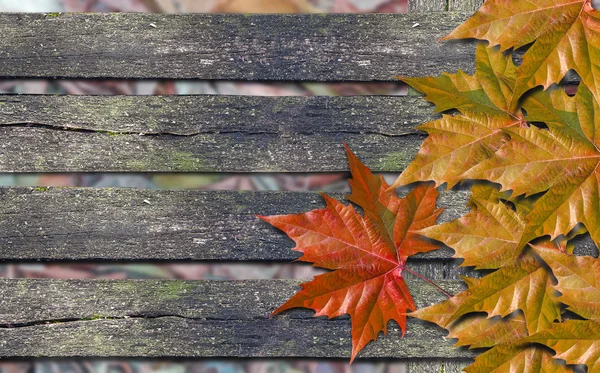 Hojas naranjas otoñales y hojas rojas sobre banco de madera con espacio para copiar — Foto de Stock