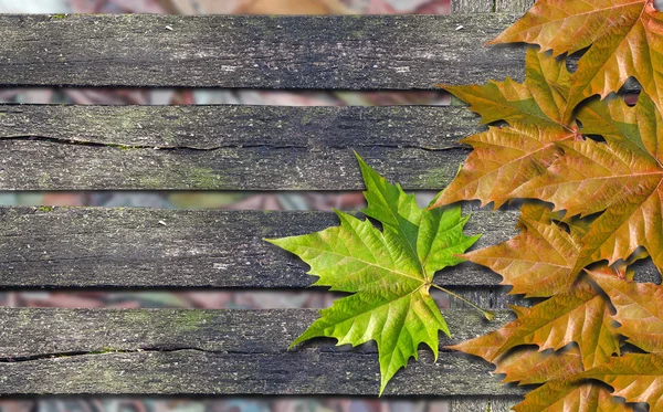 オレンジ色の秋の紅葉とコピーと木製ベンチの上の緑の葉 — ストック写真