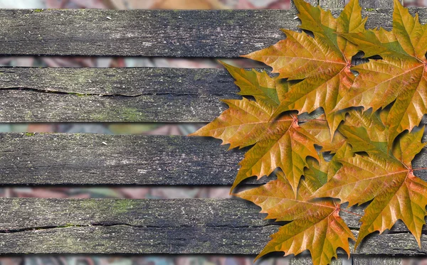 Autumn orange leaves over wooden bench with copy space — Stock Photo, Image