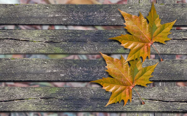 Otoño hojas de color naranja sobre banco de madera con espacio de copia — Foto de Stock