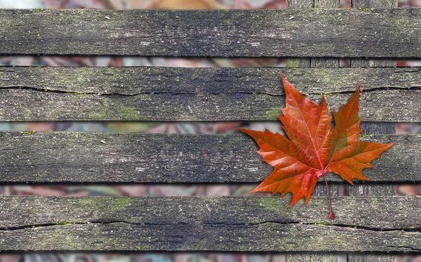 Hoja roja otoñal sobre banco de madera con espacio de copia — Foto de Stock