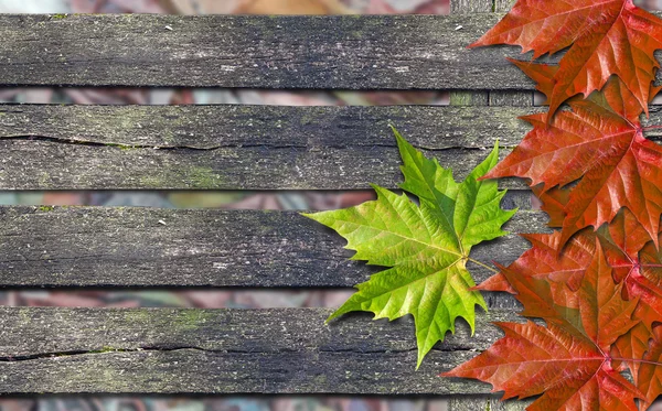 Hojas rojas otoñales y hoja verde sobre banco de madera con espacio de copia — Foto de Stock