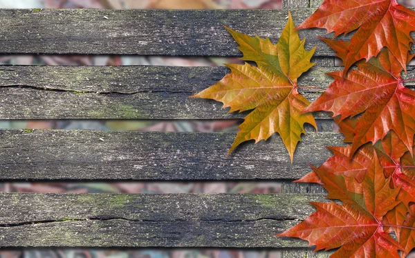 Herbstrote Blätter und orangefarbenes Blatt über Holzbank mit Kopierraum — Stockfoto