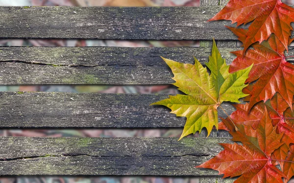 Hojas rojas otoñales y hojas amarillas sobre banco de madera con espacio para copiar — Foto de Stock