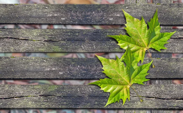 Hoja verde otoño sobre banco de madera con espacio de copia — Foto de Stock