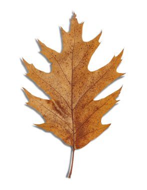 Kahverengi yaprak üzerinde beyaz izole bir sonbahar sembolü olarak