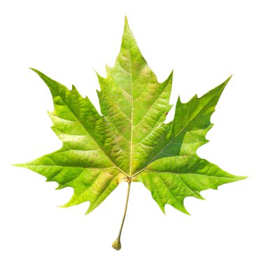 Renkli sonbahar yaprak üzerinde beyaz izole yeşil