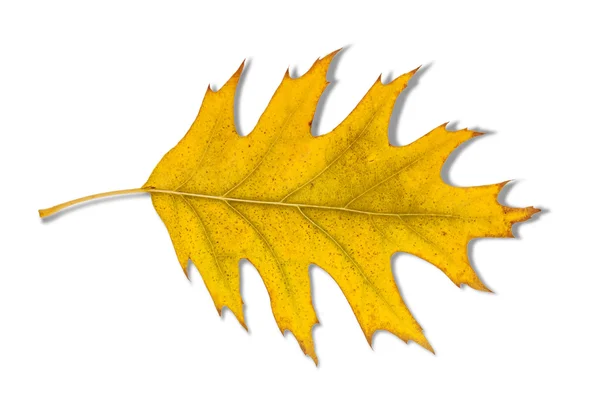 Kolorowy jesienny liść klonu izolowany na białym tle — Zdjęcie stockowe