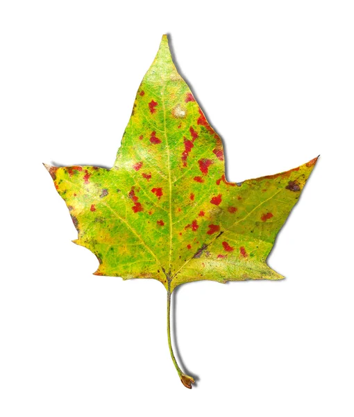 하얀 배경에 따로 떨어져 있는 화려 한 단풍 잎 — 스톡 사진