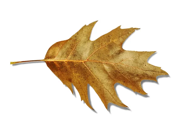 Hoja de arce de otoño colorido aislado sobre fondo blanco — Foto de Stock