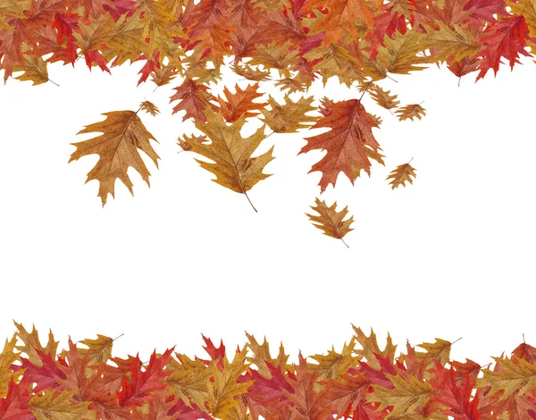 Border Frame of colored falling maple leafs with copy space isolated on white background — Stock Photo, Image