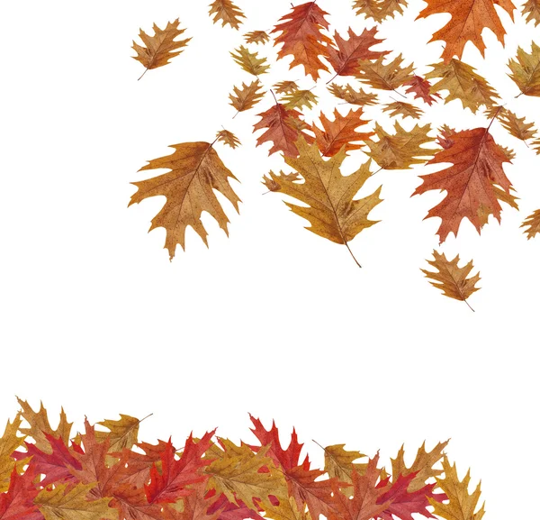 Пограничная рамка цветных падающих кленовых листьев с выделенным на белом фоне пространством для копирования — стоковое фото