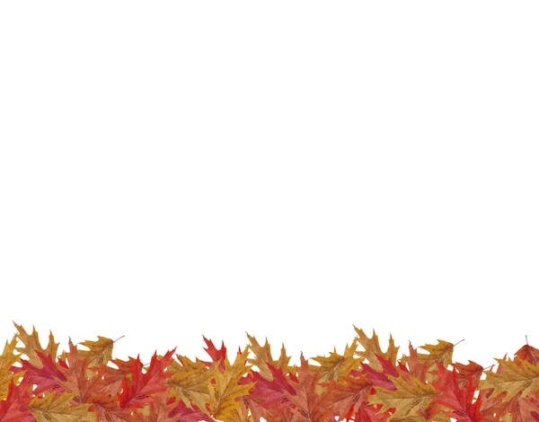 コピー領域の白い背景で隔離の枠落下色のカエデの葉します。 — ストック写真