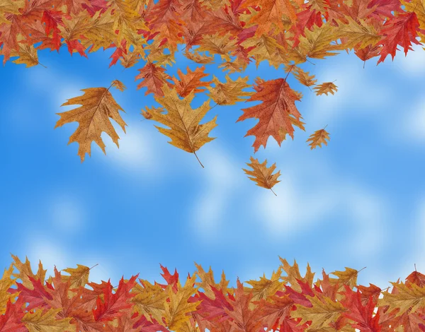 枠色落ちるカエデの葉 blured 空を背景にコピー スペースを持つ — ストック写真
