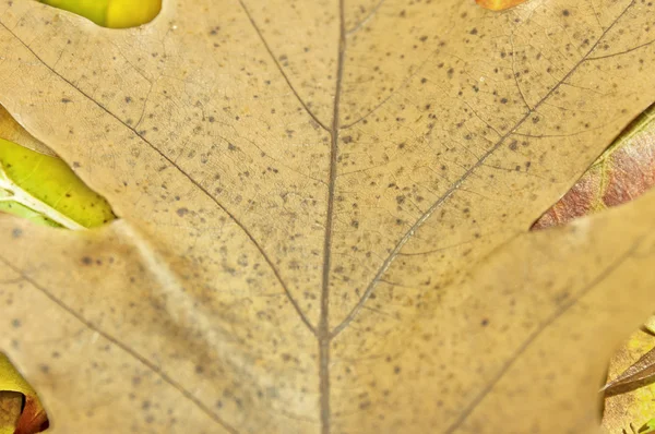 茶葉の背景のすぐ上、秋の背景 — ストック写真