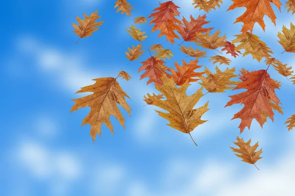 上から落ちて秋紅葉背景をぼかし — ストック写真