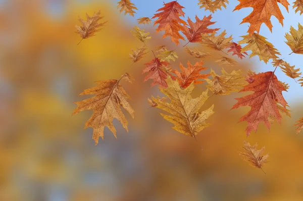 Foglie autunnali colorate che cadono su sfondo sfocato — Foto Stock