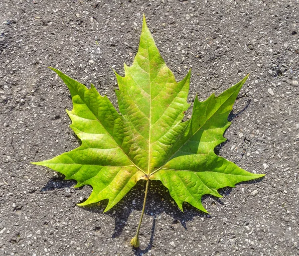 Farbenfrohes herbstgrünes Blatt liegt auf Asphalt — Stockfoto