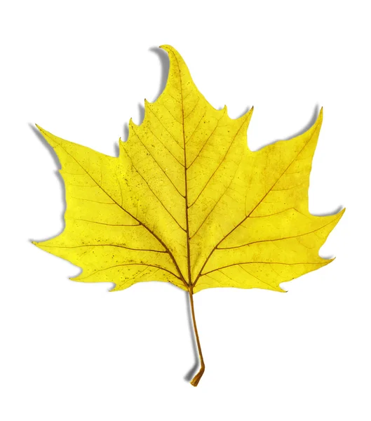 Желтый лист как осенний символ, изолированный на белом — стоковое фото