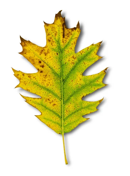 Geel blad als een herfst symbool geïsoleerd op wit — Stockfoto