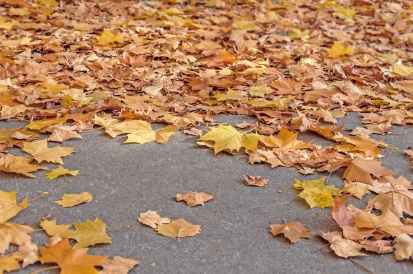 Geel, oranje en rood herfstblad in prachtig herfstpark — Stockfoto