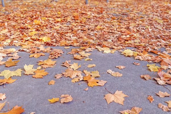 Žluté, oranžové a červené podzimní listy v krásném podzimním parku — Stock fotografie