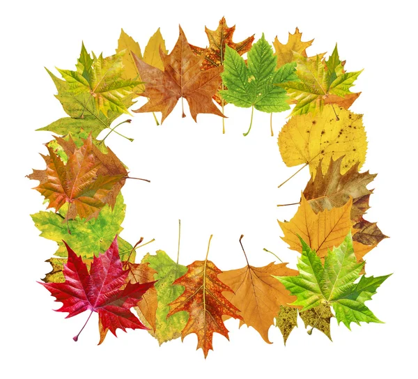 Куб с осенними листьями вокруг и слово осень изолированы на белом — стоковое фото
