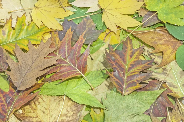 Fall colorful leaves for an autumn background — Stock Photo, Image
