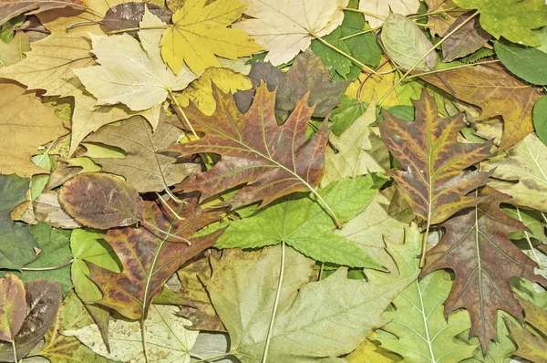 カラフルな秋の背景に紅葉します。 — ストック写真
