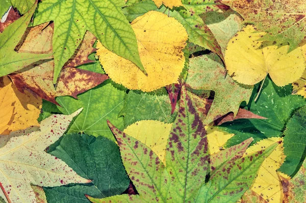 秋の背景の秋の緑、黄色、赤の葉 — ストック写真