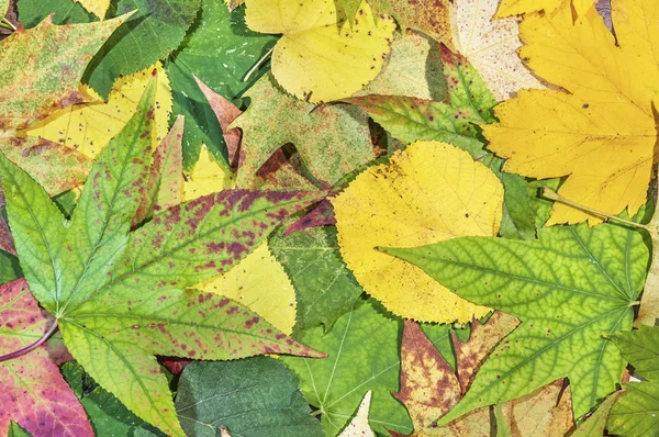 Sonbahar yeşil, sarı ve kırmızı yaprakları bir sonbahar arka planı için — Stok fotoğraf