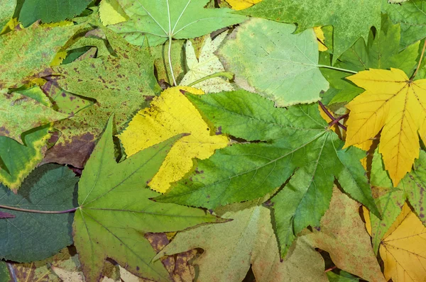 秋の背景の秋の緑、黄色、赤の葉 — ストック写真
