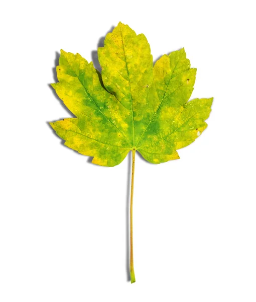 Groene en gele blad als een herfst symbool geïsoleerd op wit — Stockfoto
