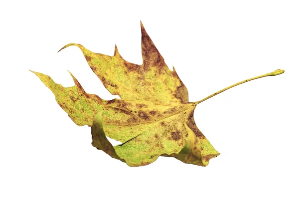 Zelený suchý list jako symbol podzimní izolovaných na bílém — Stock fotografie